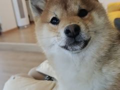 -南京Hallo宠物乐园·哈罗犬舍·柴犬繁育基地