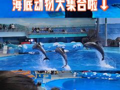 -海合安成都极地海洋公园