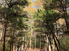 -紫金山山顶公园