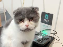 -豆老板的猫咖啡(碑林博物馆店)