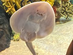 -上海海洋水族馆