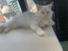 -怪兽屋·羊驼·猫咖·狗咖(俊华广场店)