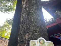 -青城山