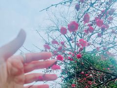 -杭州西湖风景名胜区-三生石
