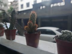 -NokNok Coffee(宽窄巷子店)