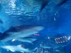 -烟台海昌鲸鲨海洋公园