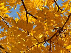 -浙江农林大学(东湖校区)