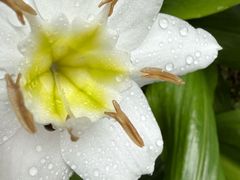 -莫里热带雨林景区
