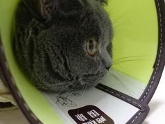 -谐和益家动物医院·免疫绝育·血液透析·宠保定点医院(高新伊藤分院)