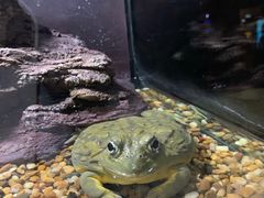 -暹罗海洋世界