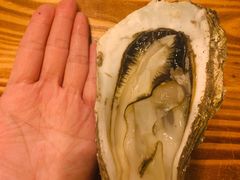 清蒸大生蚝-土蚝·高压锅生蚝(百姓美食街店)