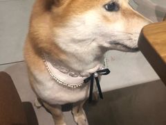 -柴务处·柴犬主题狗咖