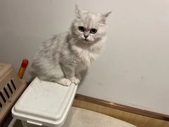 -宠颐生宠物医院·心肾内科·猫专科诊疗中心宠巢店