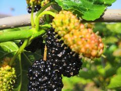 -名花谷生态庄园