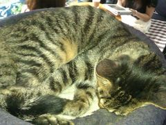 特别能睡的猫-Sirena海妖日咖夜酒