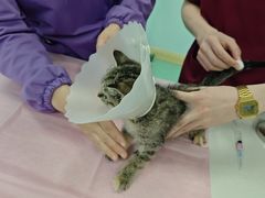 -北京观赏动物医院·24小时大型综合·猫专科·异宠专科