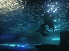 -悉尼海洋生物水族馆