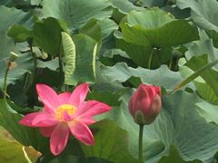 -大兴滨河森林公园