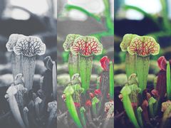 -国家植物园南园