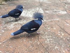 -新加坡飞禽公园