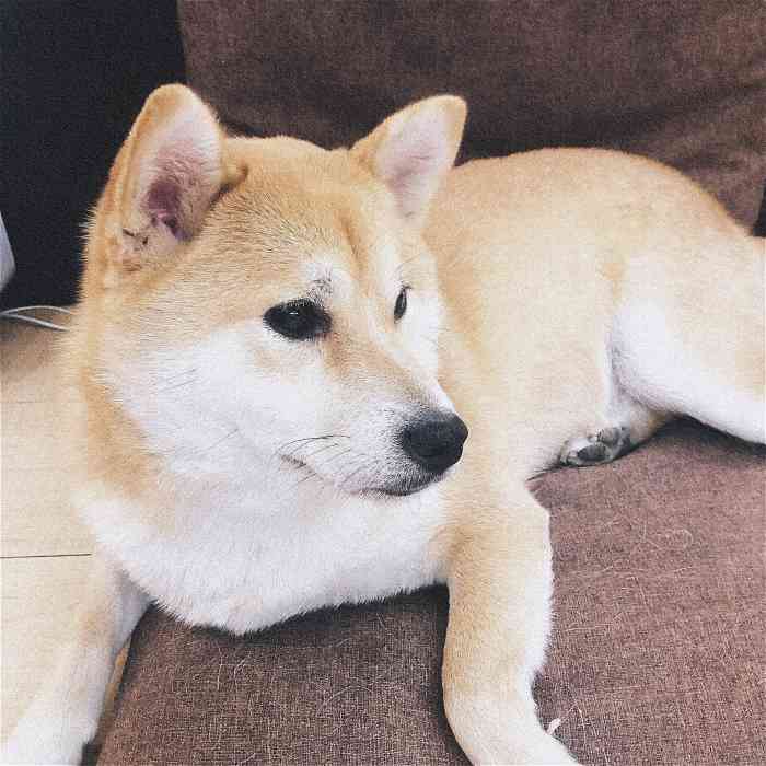 柴doge柴犬咖啡宠物烘焙(叶家宅路店)-"赶着暑假的末尾来rua柴柴!