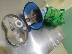 -米苏动物医院·犬猫专科·骨科外科内窥镜
