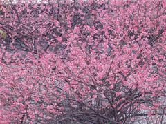 -八大山人梅湖景区