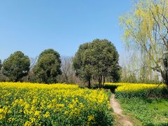 -溱湖国家湿地公园