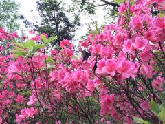 -木兰云雾山