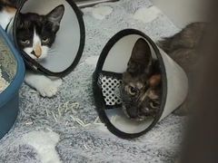 -御宝贝·A梦猫科宠物医院(国际猫友好医院)