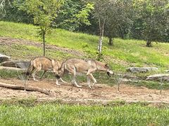 -北京野生动物园