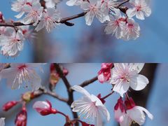 -顾村公园