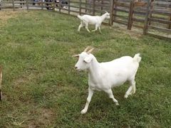 -前小桔亲子创意农场·草莓采摘·露营烧烤