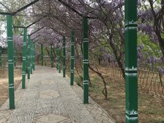 -东方巨龟苑景区