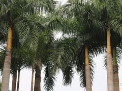 -金花茶公园