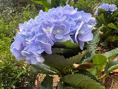 -广州白江湖森林公园