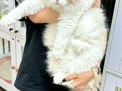 -青奢宠物·青奢猫舍