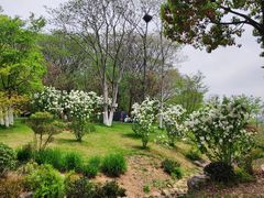 -羊山湖公园