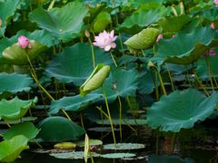 -荔湾湖公园