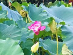 -洛阳市隋唐城遗址植物园