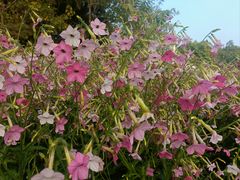 -深圳国际园林花卉博览园