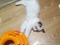 -藏猫猫咖啡主题馆(中央大道店)