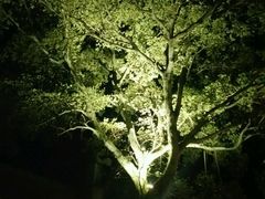 -旅马餐厅(茅家埠店)