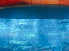 -迪拜水族馆及水下动物园