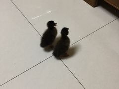 -白洋淀景区