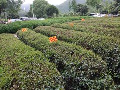 -听风阁农家私房菜茶楼(龙坞店)