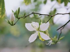 -南国桃园旅游度假区