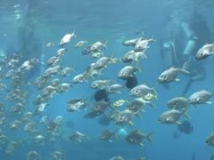 -瑞德姆美人鱼海底演艺主题餐厅(亚龙湾店)