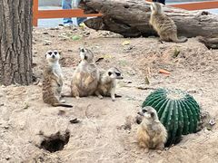 -北京野生动物园