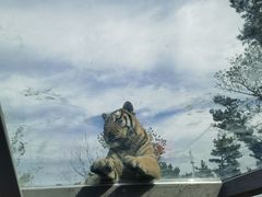 -西霞口神雕山野生动物世界